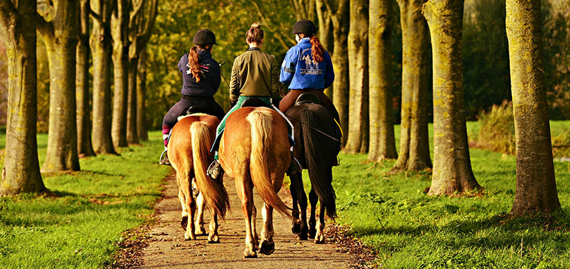 Tre ryttare rider på hästar längsmed grusväg i en allé.